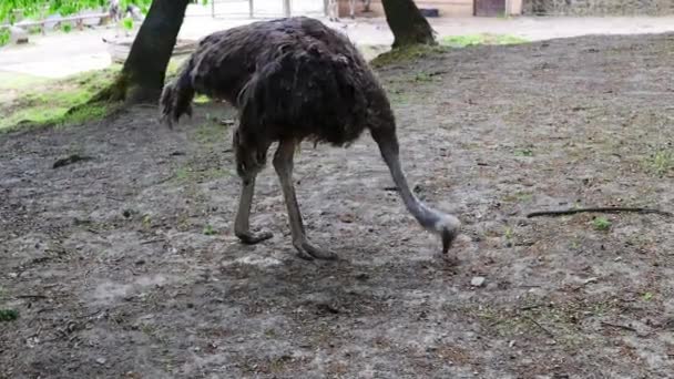 Een Rhea Nandu Een Grote Struisvogel Loopt Zoekt Naar Voedsel — Stockvideo