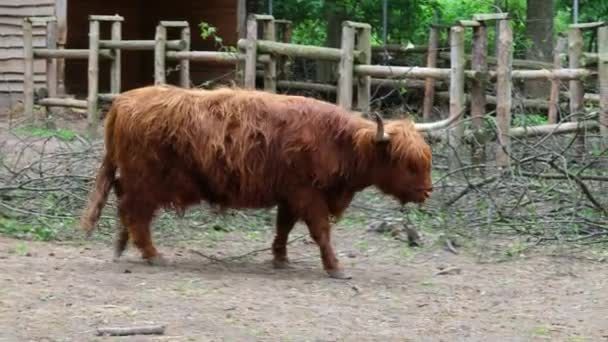 苏格兰异国情调品种的一头高地奶牛在农场里吃草 — 图库视频影像