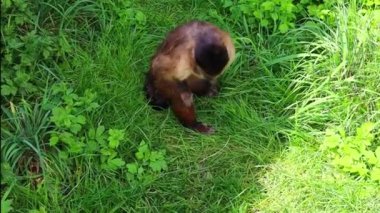 Kahverengi bir kapuçin maymunu kalın çimenlerde saklanır ve otlarla beslenir.