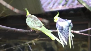 Beyaz bir Avustralyalı papağan Corella bir dala oturur ve tüyleri temizler.
