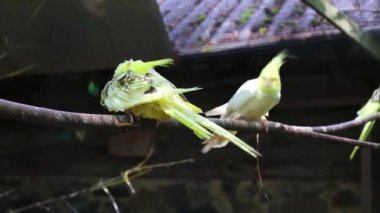 Beyaz Avustralya papağanı Corella bir dalda oturur ve komşusunu gagalar.