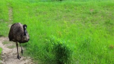 Bir rhea ya da nandu devekuşu, arka planda yeşil çimlerle yol boyunca yaklaşır.