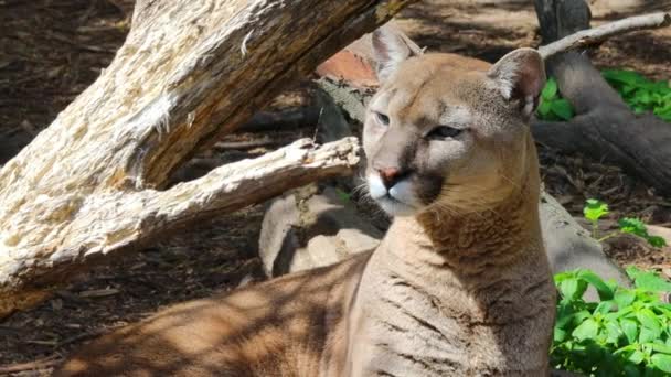 Dangerous Predatory Puma Watching Closely While Lying Old Tree — Stock Video