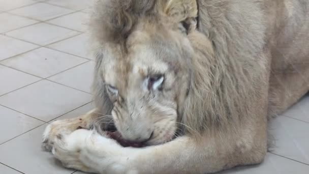 Zbliżenie Wielkiego Lwa Pożerającego Jego Śniadanie Apetytem — Wideo stockowe