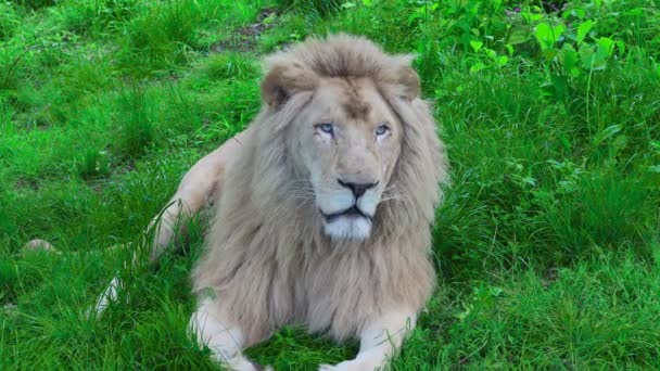 Large Lion Lies Rests Green Grass Looks Slow Motion — Stock Video