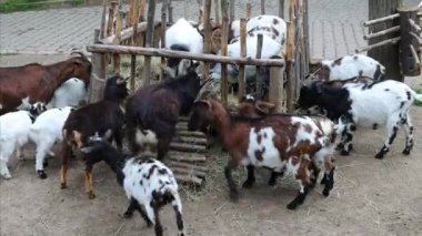 A herd of goats grazes hay at a wooden feeder