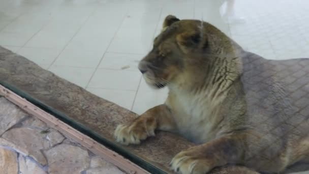 2022年5月23日 ウクライナのリバン 動物園の保護ガラスを通してライオンを見る子供 — ストック動画