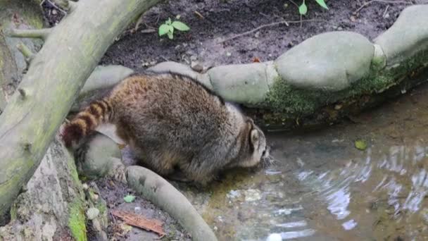Raccoon Drinks Water Stream Forest — Vídeo de stock