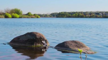 Seagull in the lake catches fish, dives from large round stones into the water