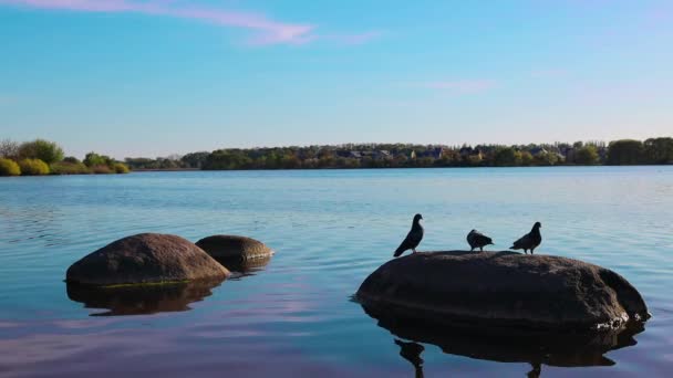 Three Doves Flew Large Stone Middle Lake Flew Away Same — Stock videók