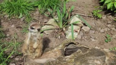 Küçük tatlı bir mirket çimlerin yakınındaki bir kütükte oturuyor ve etrafı seyrediyor.