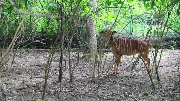 Nyala Forest Antelopes Graze Grove Get Leaves Trees — Stockvideo