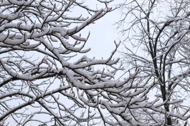 The tree branches are abundantly covered with snow on a frosty day
