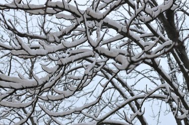 The tree branches are abundantly covered with snow on a frosty day