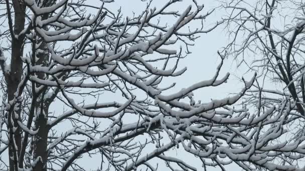 Tree Branches Heavily Covered Snow Sway Slightly Wind Frosty Winter — Αρχείο Βίντεο
