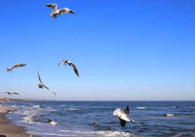 Sea, waves roll on the shore, seagulls fly over the water, sunset