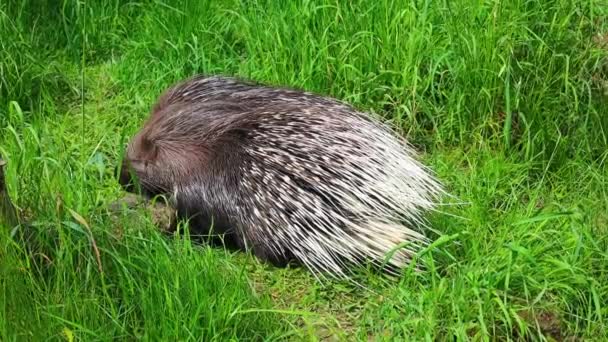Two Crested Porcupines Resting Grass Bask Sun Real Time — Stock video