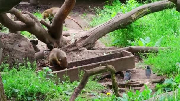 Brown Nosed Coati Climbs Tree Middle Foliage — Stock video