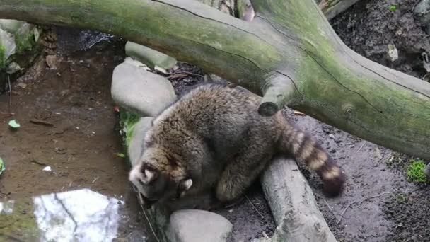 Raccoon Has Breakfast Stream Holding Food Its Paws — Vídeo de stock
