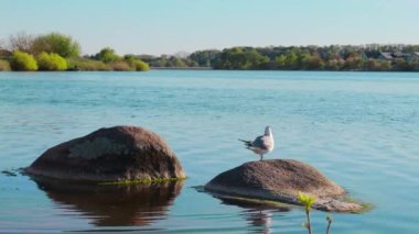 Seagull in the lake catches fish, dives from large round stones into the water