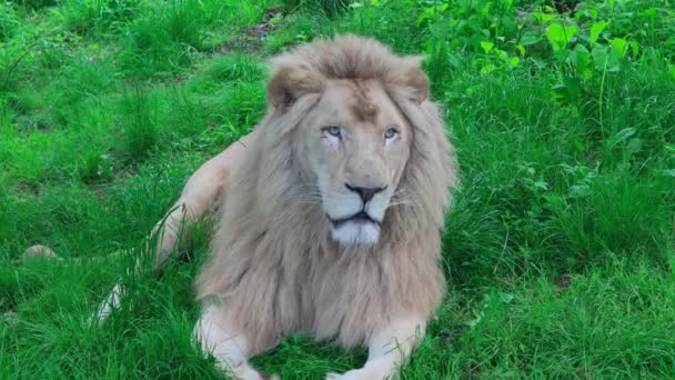 Large Lion Lies Rests Green Grass Looks Real Time — Stock Video