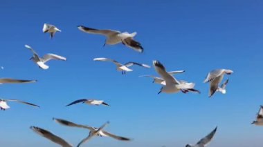 Seagulls flying in the air with the bright blue colors of sky in the background, Slow Motion.