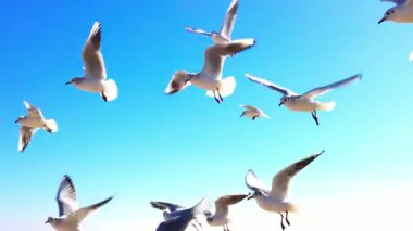 Seagulls in flight catch food that is thrown to them. Slow motion.