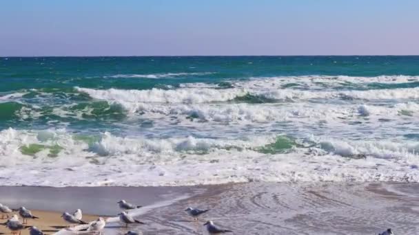 Морські Хвилі Котиться Піщаному Березі Чайки Березі Яскравий Сонячний День — стокове відео