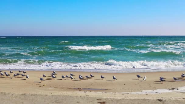 Sea Waves Rolling Sandy Shore Seagulls Shore Bright Sunny Day — Vídeos de Stock