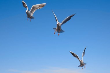 Seagulls flying in the air near the sea, with the blue color of sky in the background
