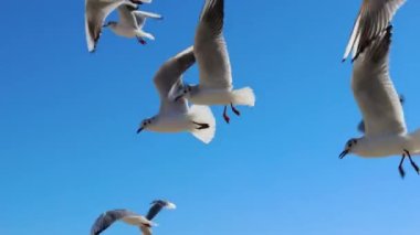 Seagulls in flight catch food that is thrown to them