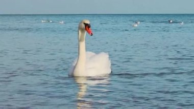 Zarif beyaz kuğu suda yüzüyor.