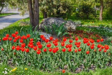Beautiful spring landscape: blooming tulips in the city park with green trees in the background