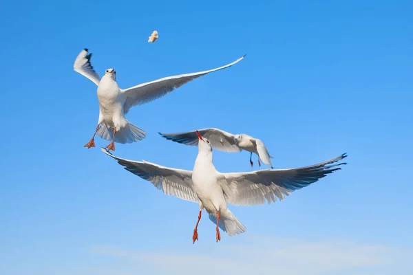 Flock Seagulls Flying Water Catching Bread Air — Stock Photo, Image