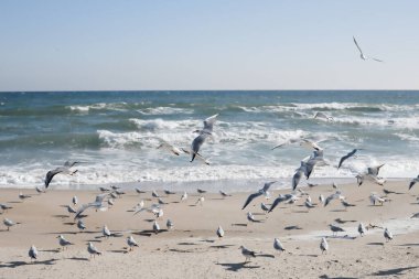 Arkaplanda dalgalar dalgalanırken deniz üzerinde süzülen martılar.
