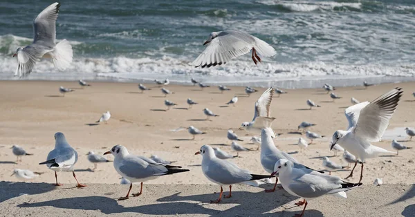 Seagulls Pier Sandy Shore Waves Sea Background — Foto de Stock