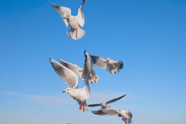 Seagulls flying in the air near the sea, with the blue color of sky in the background