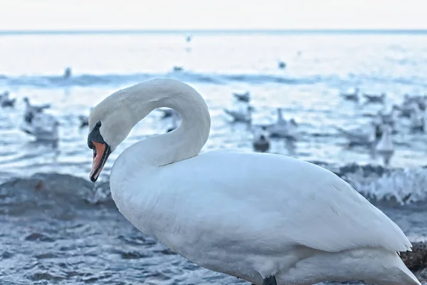 Close White Swan Seashore Water Drops Feathers — Stock Photo, Image