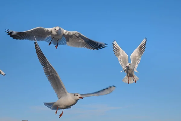 Seagulls Flying Air Sea Blue Color Sky Background — Stock Photo, Image