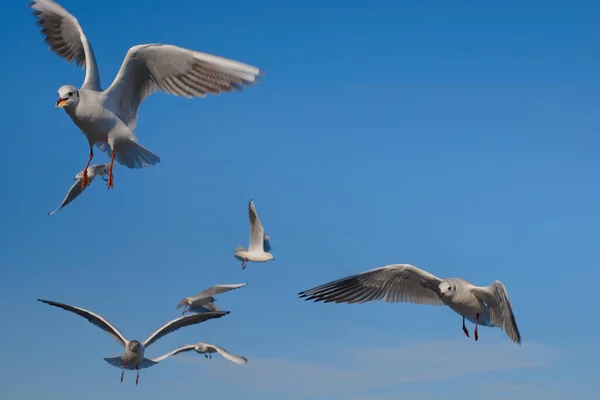 Flock Seagulls Flying Water Catching Bread Air — Stock Photo, Image