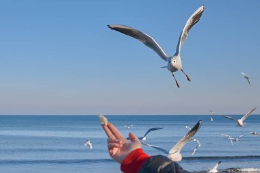 Arkaplanda mavi gökyüzü ve deniz renginde ekmekleri yakalamak için martı uçar.