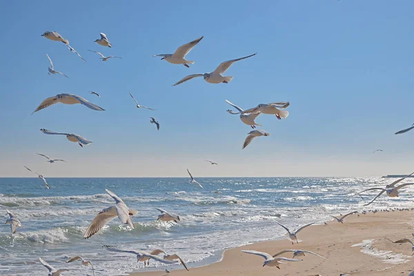 Seagulls Soaring Air Sea Coast Sea Waves Sun — Stock Photo, Image