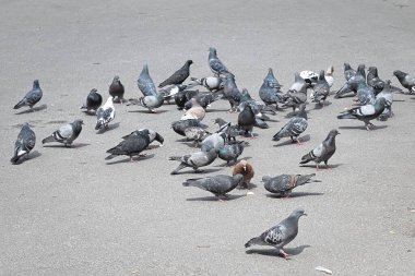 Kaldırımda bir güvercin sürüsü attıkları ekmeği topluyor.