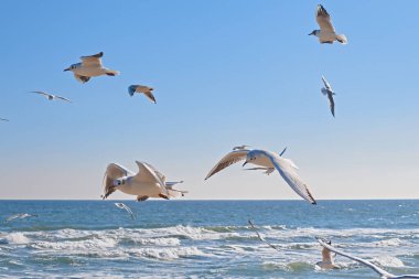 Deniz kıyısında havada süzülen martılar, güneşli deniz dalgaları.