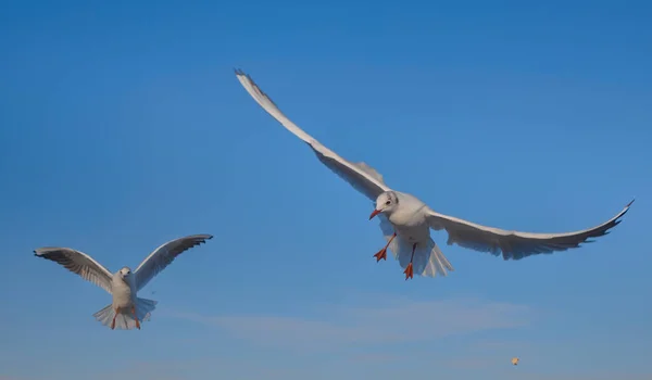 Seagulls Flying Air Sea Blue Color Sky Background — Stok fotoğraf