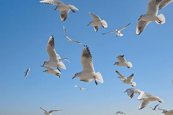 White Seagulls Soaring Air Blue Color Sky Background — Foto de Stock