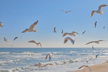 Martılar zarif bir şekilde deniz kıyısında süzülüyor, güneş ışınlarında deniz dalgaları.