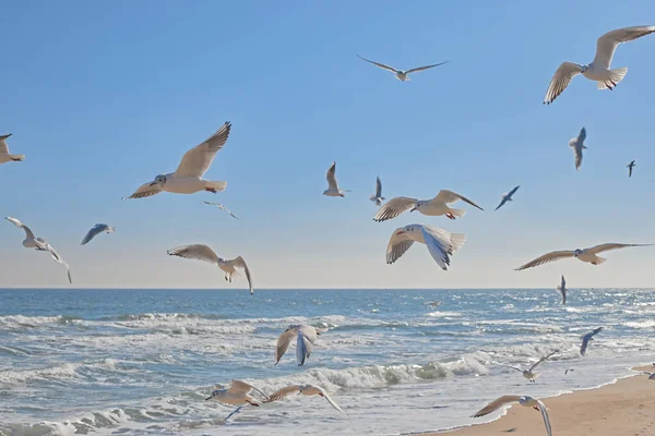 Seagulls gracefully soaring in the air over the sea coast, sea waves in the rays of the sun