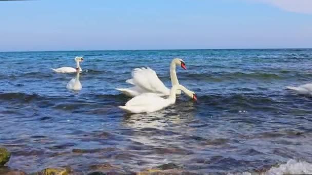 近岸海面上的白天鹅以扔向它们的面包为食 动作缓慢 — 图库视频影像
