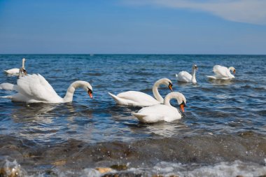 Deniz kenarındaki beyaz kuğular onlara atılan ekmeklerle besleniyor, ağır çekimde.